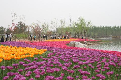 北京国际鲜花港郁金香文化节,郁金香花展,适合老干部旅游的地方